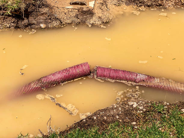 Best Mold removal after water damage  in Fairwood, WA